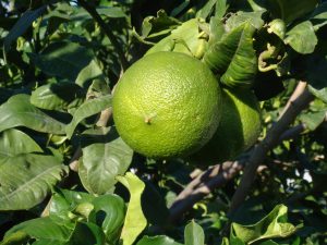 Bergamot