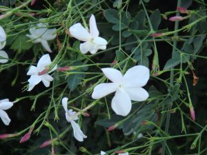 Jasmine